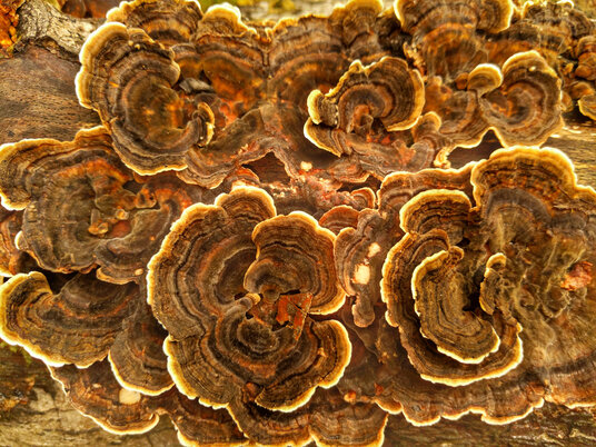 Bracket Fungi in the woods