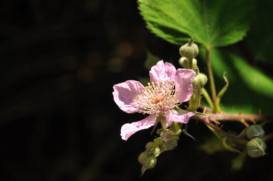Bramble flowers at West Chyverton Mine