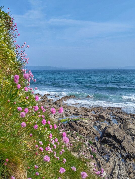 Thrift at Bream Cove