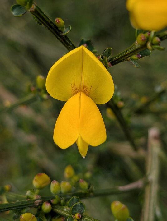 Broom flowers