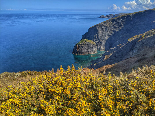 Gorse at Buckator