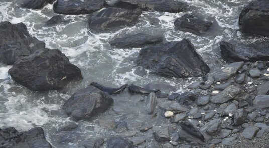 Grey seals fighting in the surf 