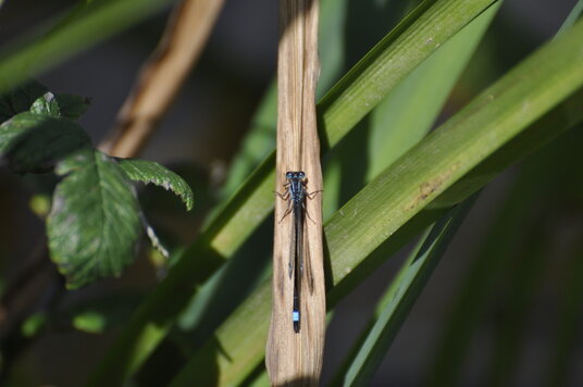 Damselfly on a reed