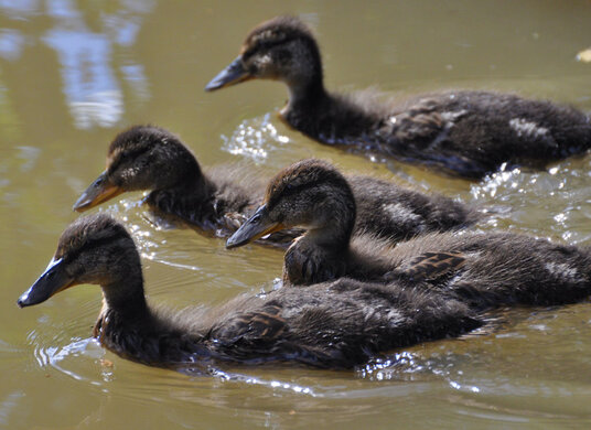 Ducklings on the Canal