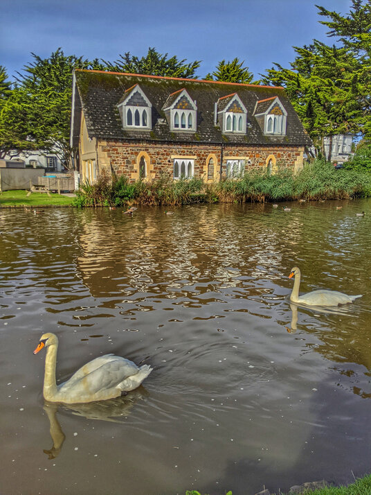 Swans on Bude Canal