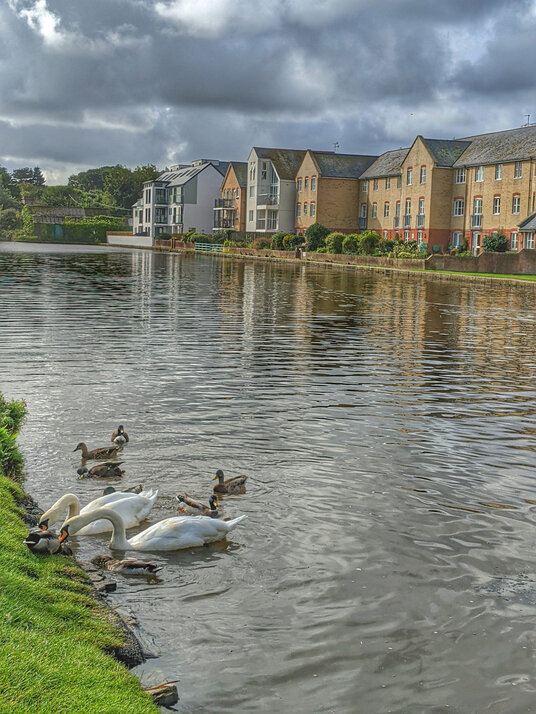 Swans on Bude Canal
