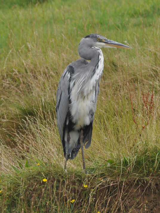 Heron on Bude Canal