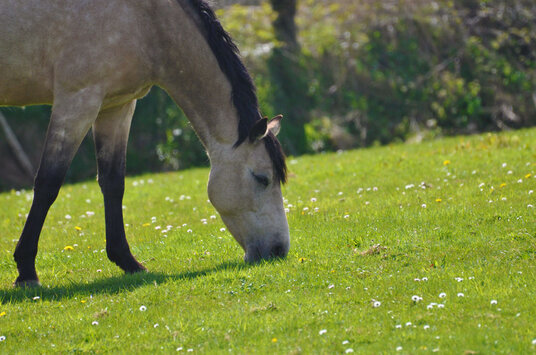 Horse grazing in the meadows along the canal