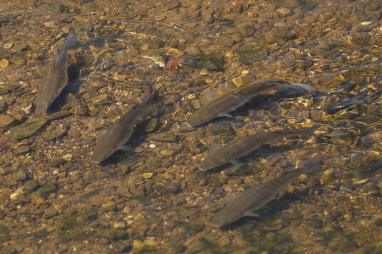 Mullet in the River Neet