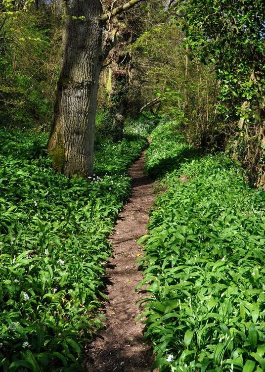 Wild garlic in the woods beside the canal