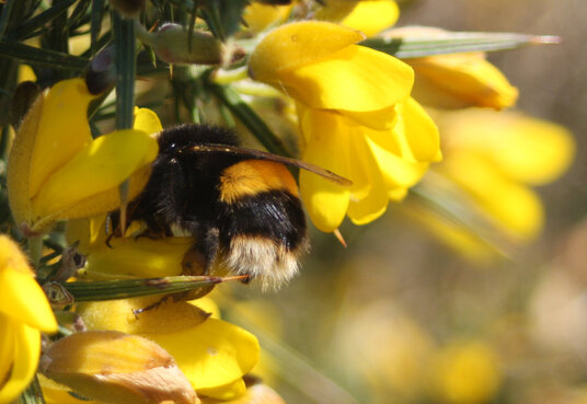 Bumblebee in gorse flowers by the coast path