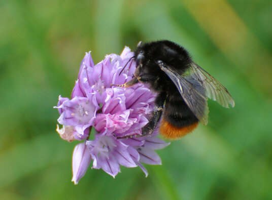 Bumblebee on wild chive flowers at Penhallic Point