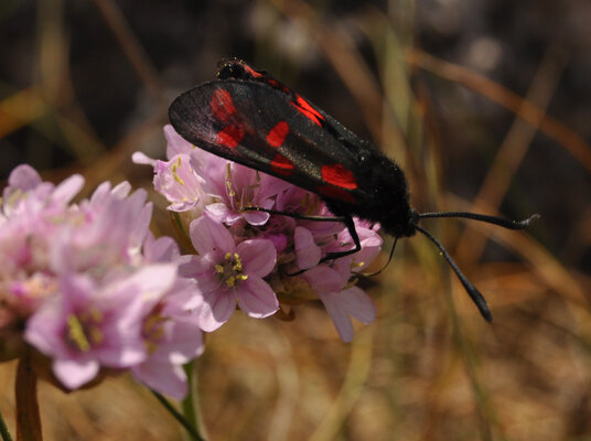 Burnet Moth at Aire Point