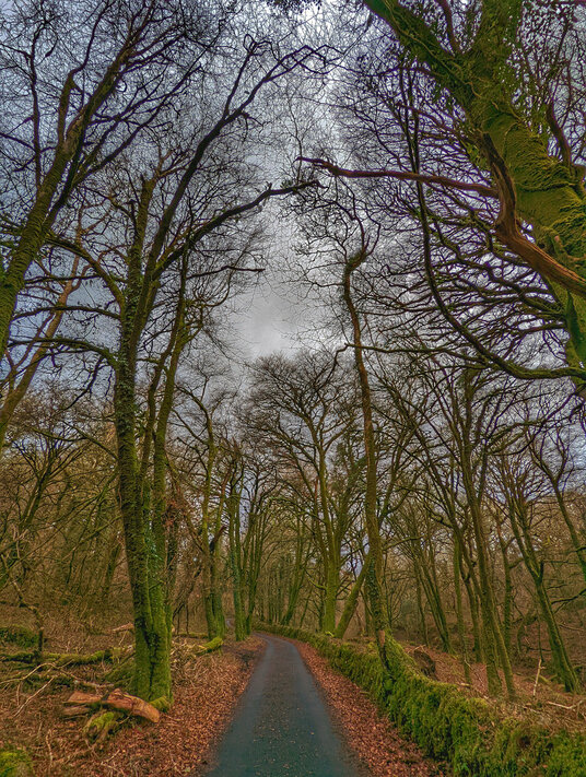 Tree lined path near Bury Castle