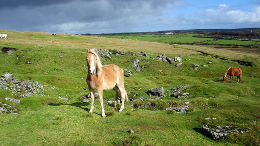 Horse on Buttern Hill