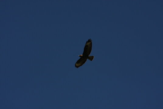 Buzzard