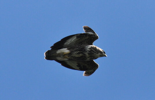 Buzzard about to dive near Pendennis Castle