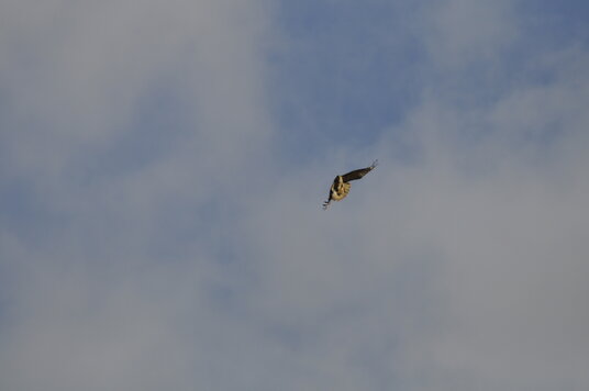 Buzzard over Dannonchapel