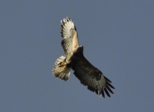 Buzzard at Penhargard