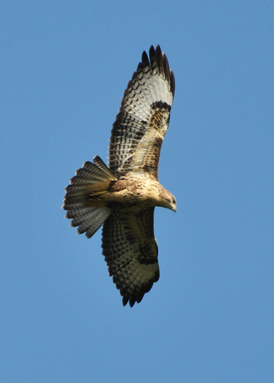 Buzzard in Trebarwith Valley