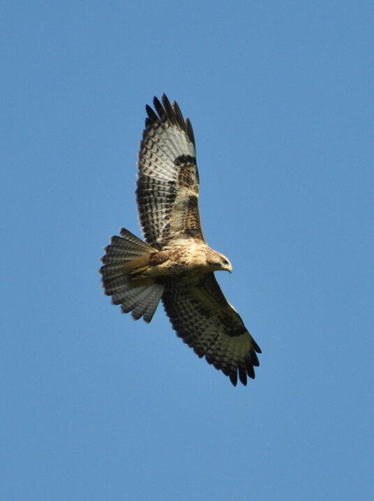 Buzzard in Trebarwith Valley