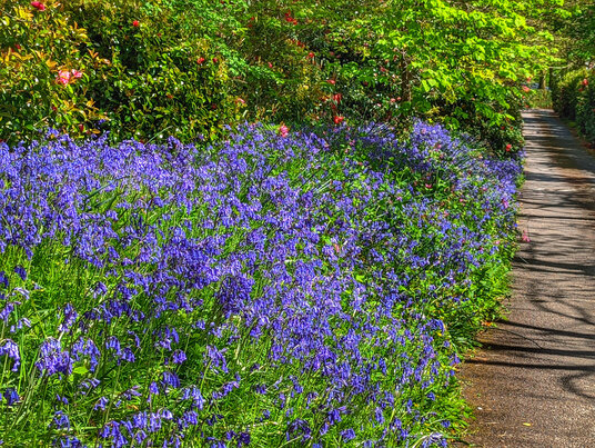 Bluebells beside the track to Cabilla