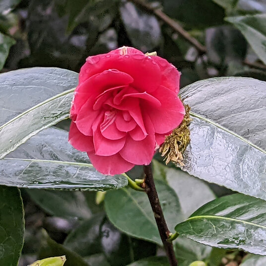 A Camellia