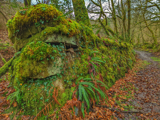 Moss covered wall on the footpath