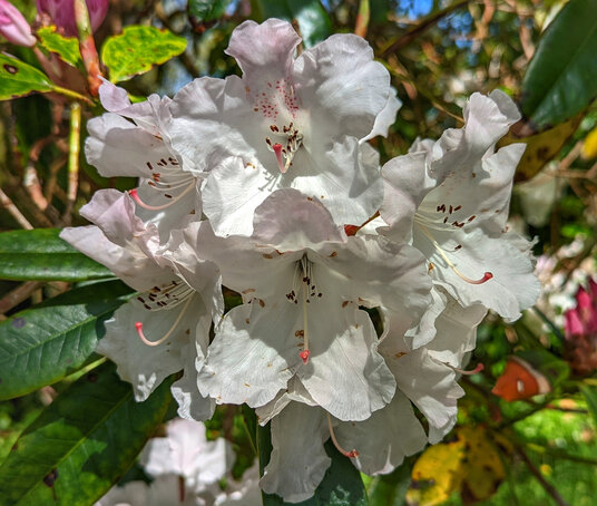 Rhododendron