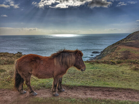 Pony on the path to Cadgwith