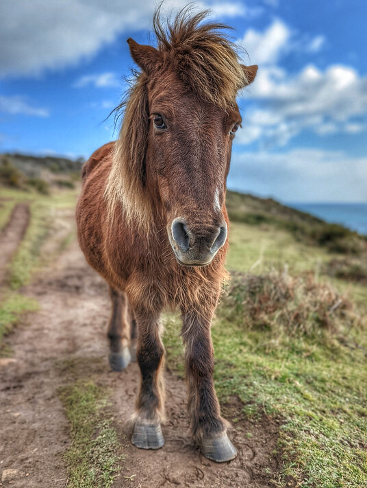 Pony on the coast path to Cadgwith