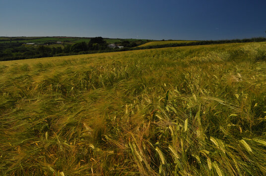 Barley in fields near Callestick