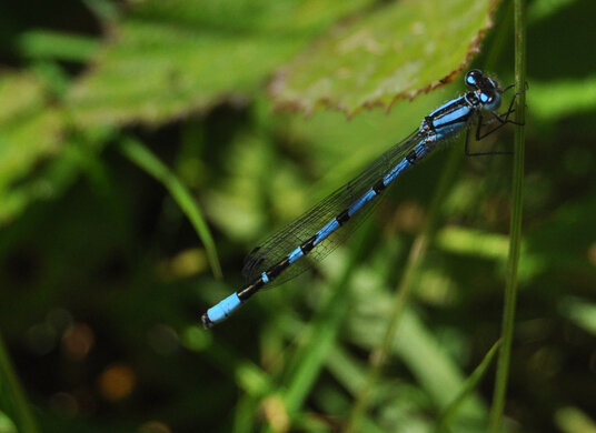 Damselfly in meadows near Callestick