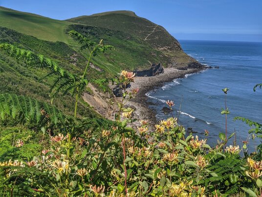 Honeysuckle at Cambeak