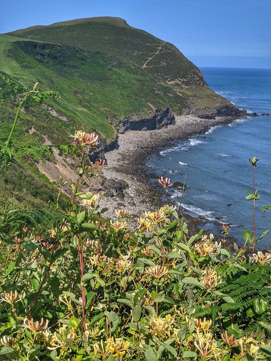 Honeysuckle at Cambeak