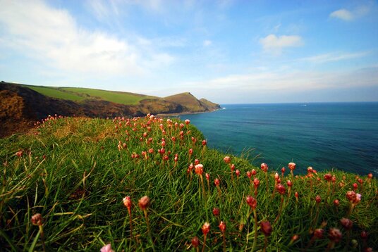 Sea pinks on Cambeak