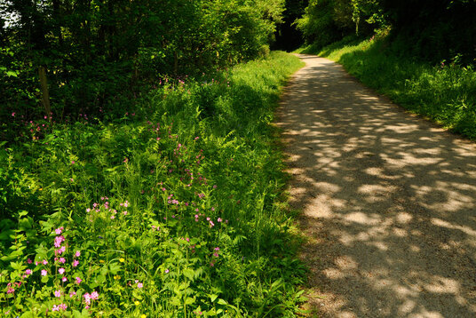 Camel Trail from Poley's Bridge to Wenfordbridge
