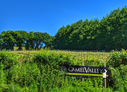 Camel Valley Vineyard