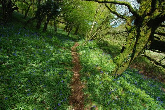 Woods near Fenteroon Bridge