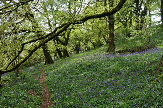 Woods along the Camel