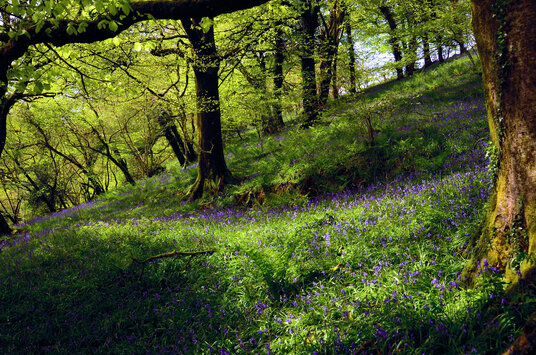 Woods near Fenteroon Farm