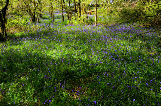 Woods near Fenteroon Farm