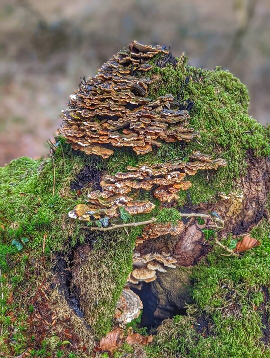 Fungi beside the river