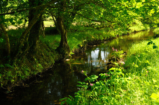 River Camel through the meadows
