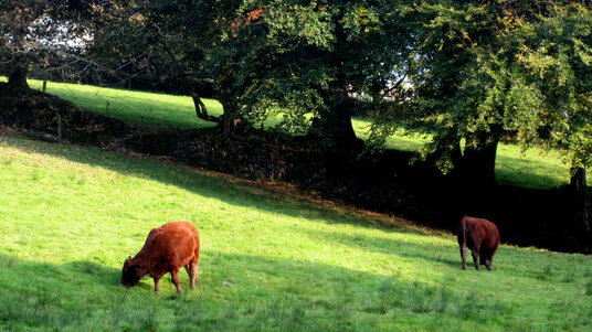 River meadows along the Camel