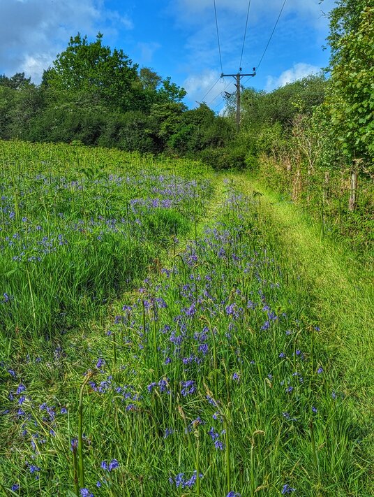 Bluebells on the footpath to Carbis