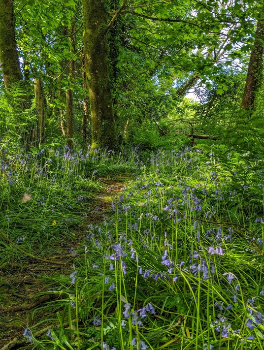 Bluebells on the Carbis footpath