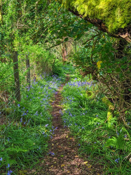 Bluebells on the footpath to Carbis