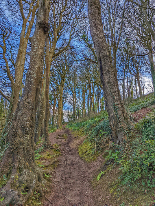 The Woods at Polkerris