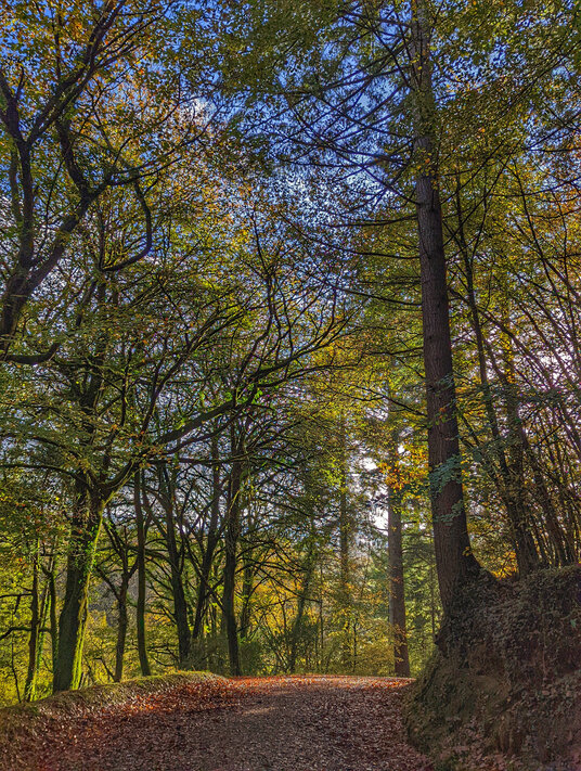 Broadleaf woodland in autumn